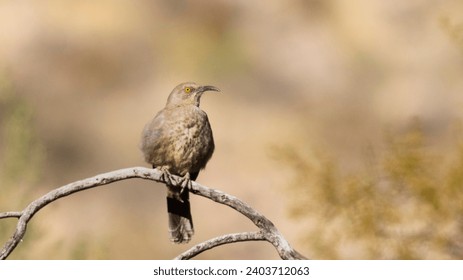 水果派教主：探索创意水果派的无限可能