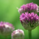 深红色调的魅力与应用:探索暗红色的多样风格 88bq8er