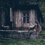 本圣女摊牌了:揭开隐藏在漫画背后的真相 ej50wz1y