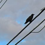 水卜樱:探寻她在青春剧中的成长与魅力 kxf92k