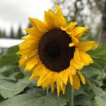 深入解析:kkkk在网络语言中的多重含义 ny60i