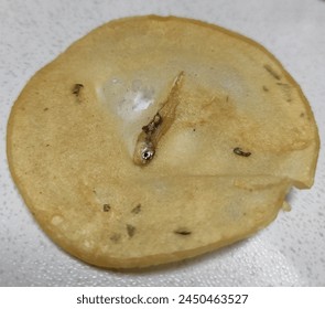 水果派解说在线官网：畅享最新游戏资讯与精彩解说