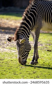 水冰月的猫：探索她与猫咪之间的奇妙冒险与深厚情感