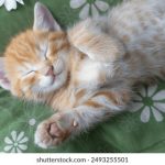 畅享精彩:Clicli动漫APP网页版全新体验指南 385q9jee